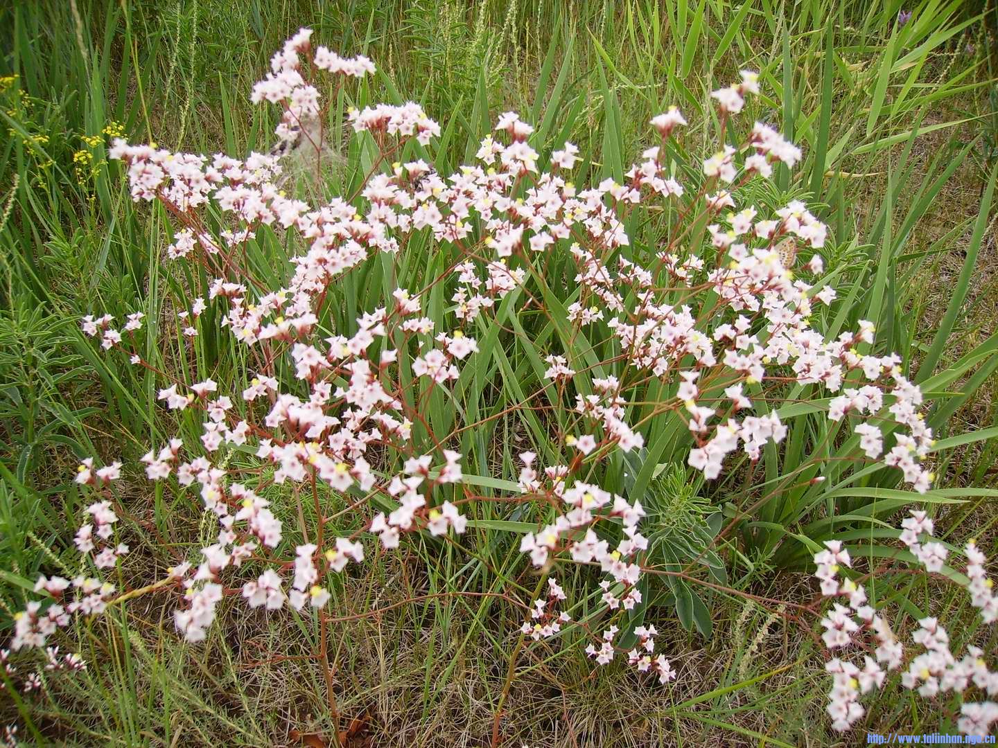 gangan baigaaliin gaihamshig.jpg