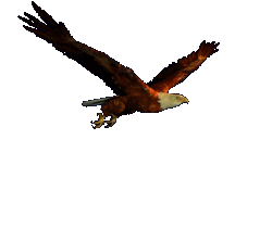 eagle.gif