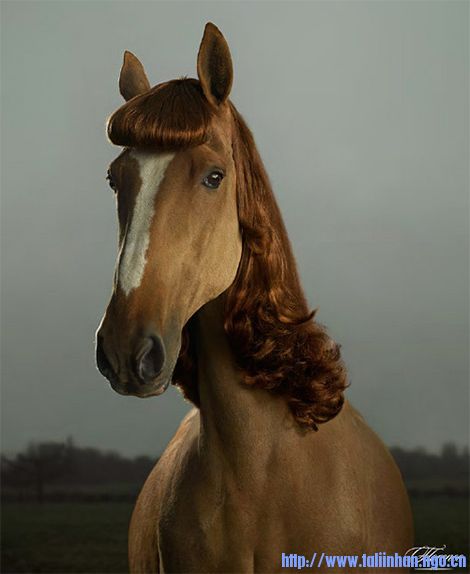 Petty-Horse-.jpg