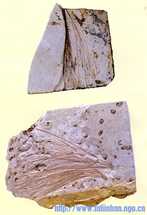 zw-30.jpg