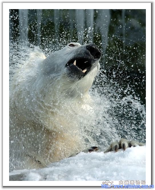 20090104_a83feed985058ea814cainZhRSqgpL6m.jpg