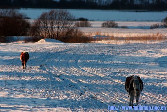 IMG_4564.jpg