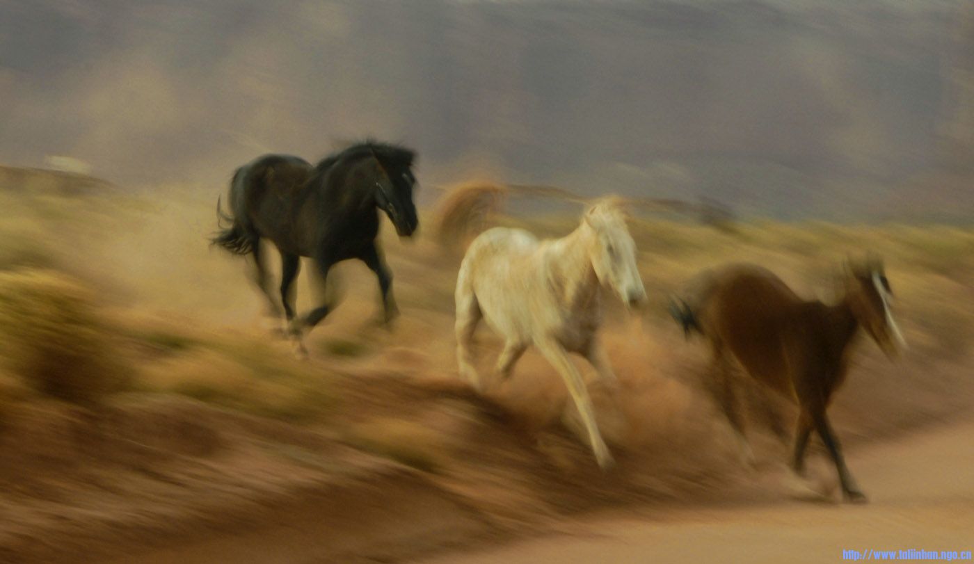 Run_like_the_Wind_001.jpg