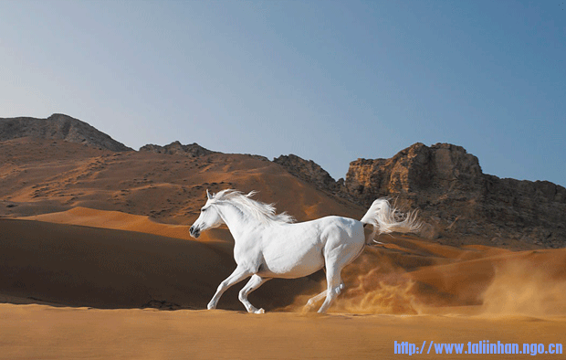 beautiful-animal-photos-horse.png