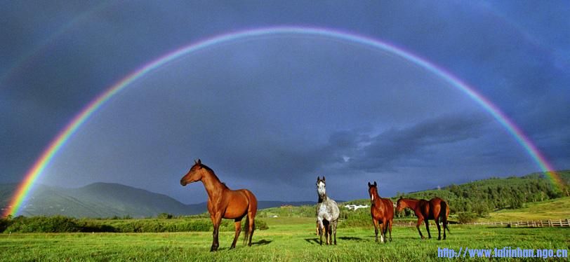 horsesundertherainbowdanielbayer.jpg