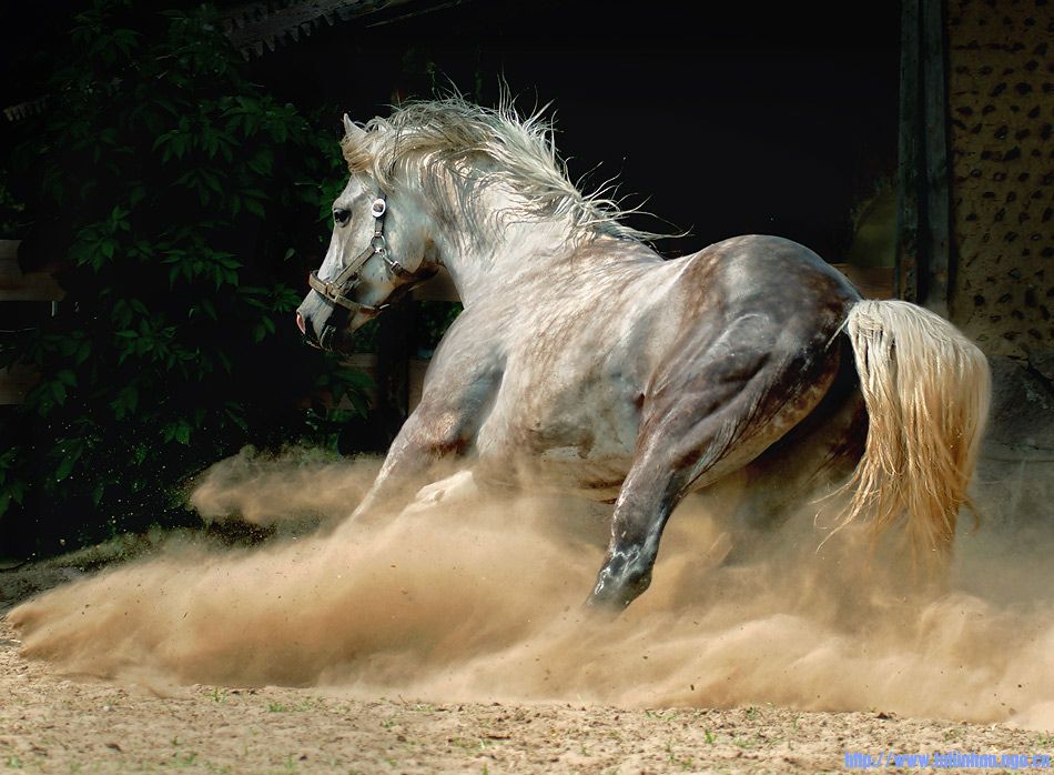 horse.jpg