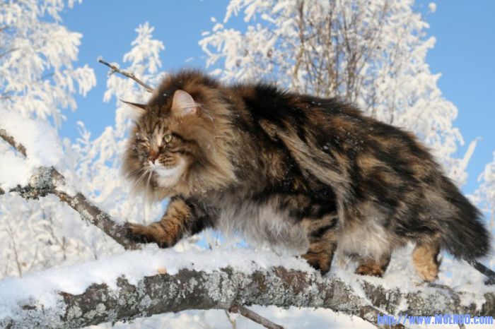 amur_ezra_01.jpg