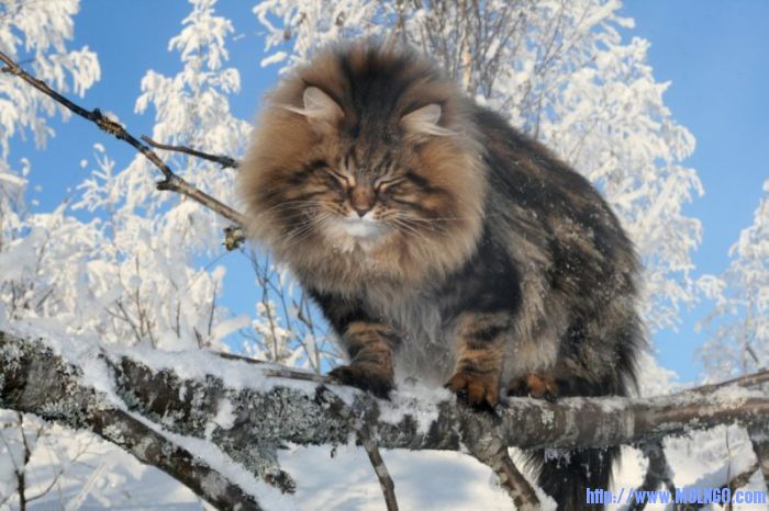 amur_ezra_08.jpg