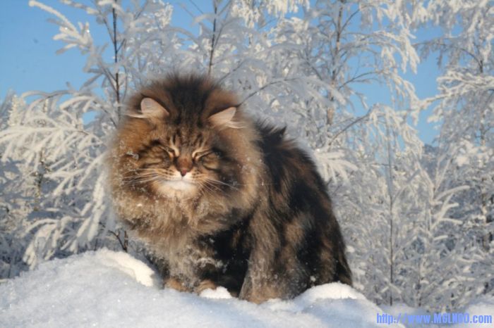 amur_ezra_14.jpg