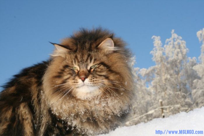 amur_ezra_15.jpg