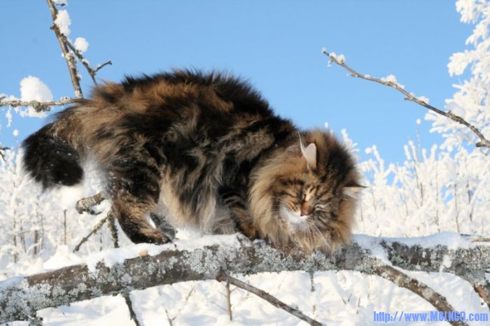 amur_ezra_02.jpg