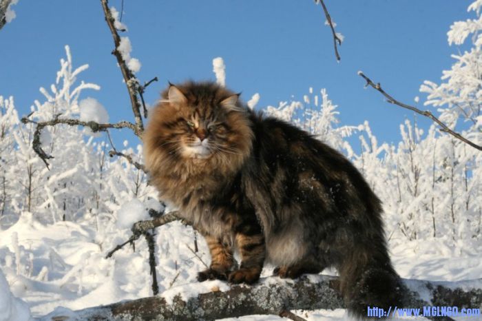 amur_ezra_03.jpg
