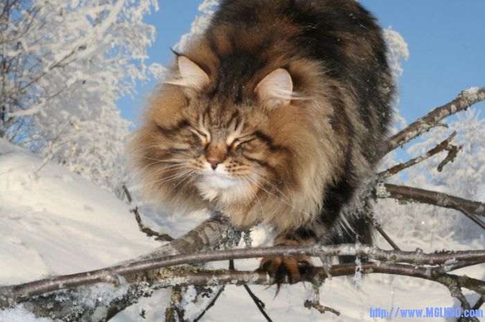 amur_ezra_06.jpg